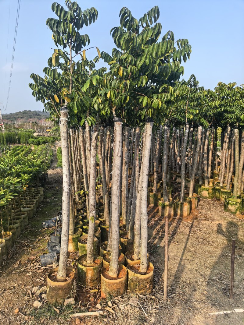 橄榄3-8公分出售自家果苗基地直销