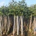 橄榄3-8公分出售自家果苗基地直销