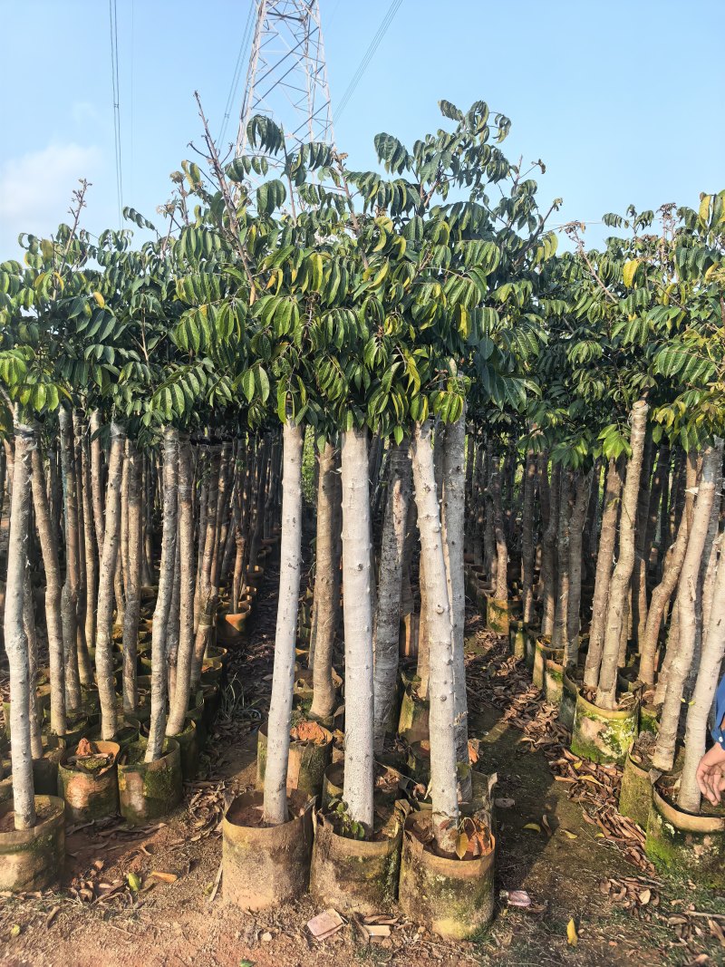 橄榄3-8公分出售自家果苗基地直销