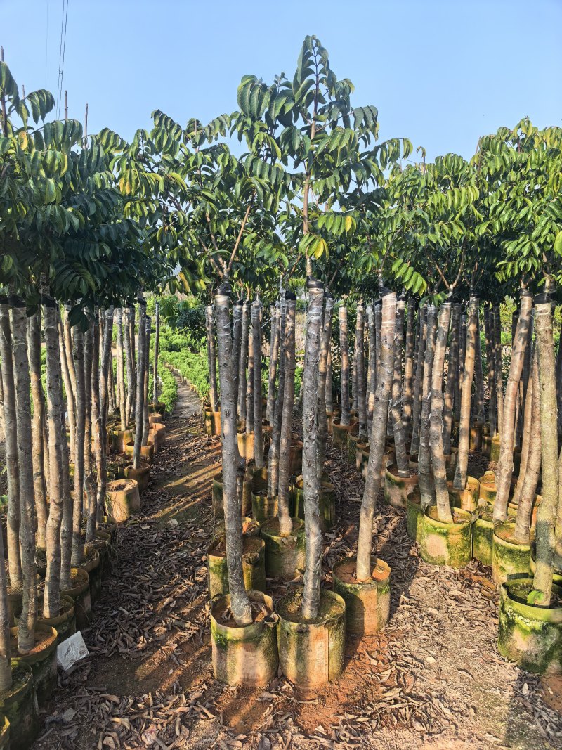 橄榄3-8公分出售自家果苗基地直销