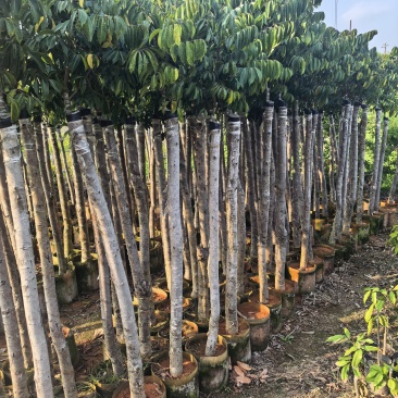 橄榄3-8公分出售自家果苗基地直销