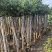 橄榄3-8公分出售自家果苗基地直销