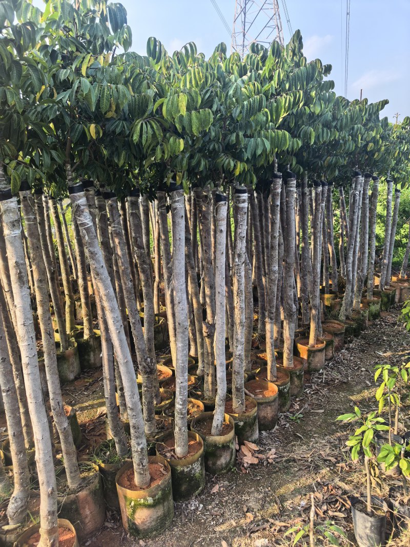 橄榄3-8公分出售自家果苗基地直销