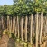 橄榄3-8公分出售自家果苗基地直销