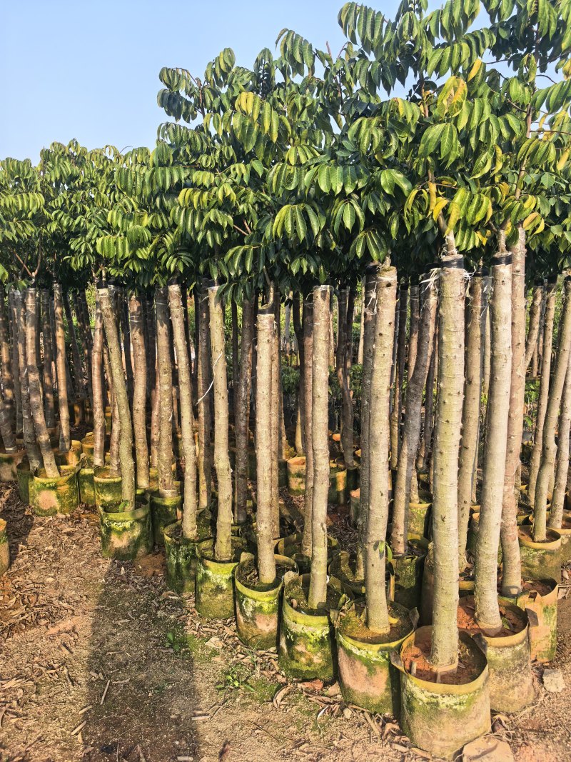 橄榄3-8公分出售自家果苗基地直销