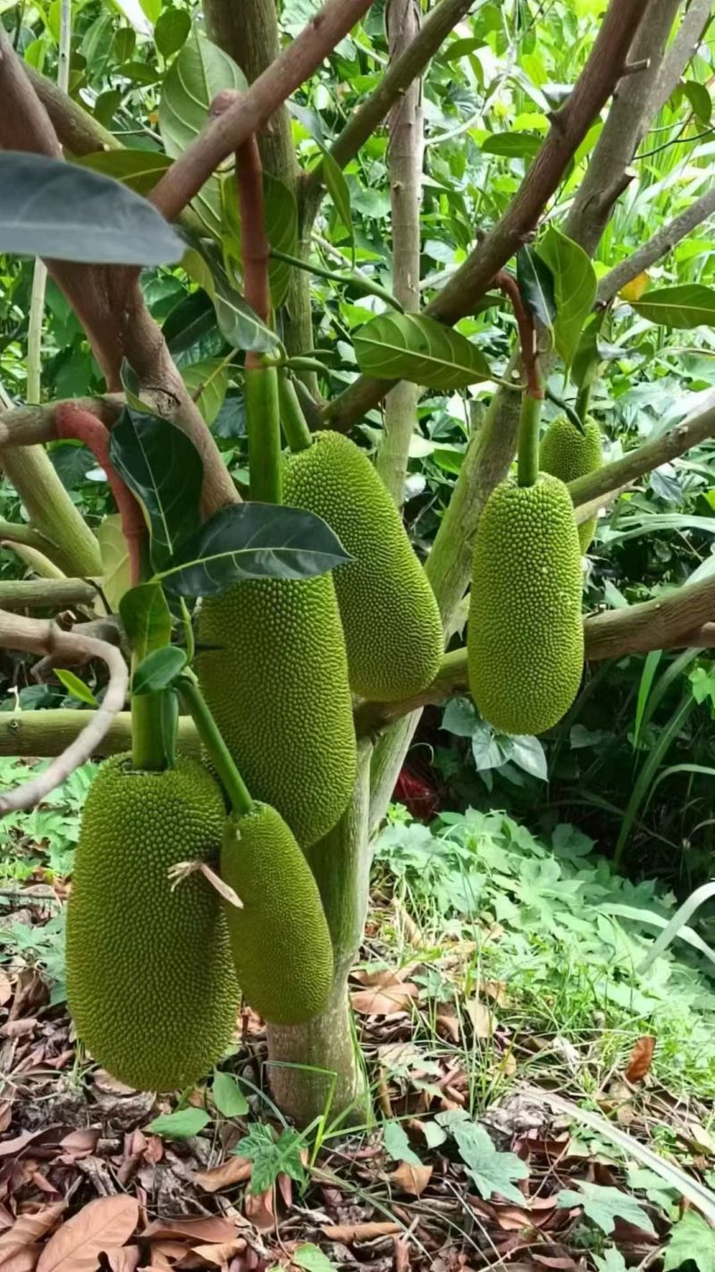 香蜜一号品种保证