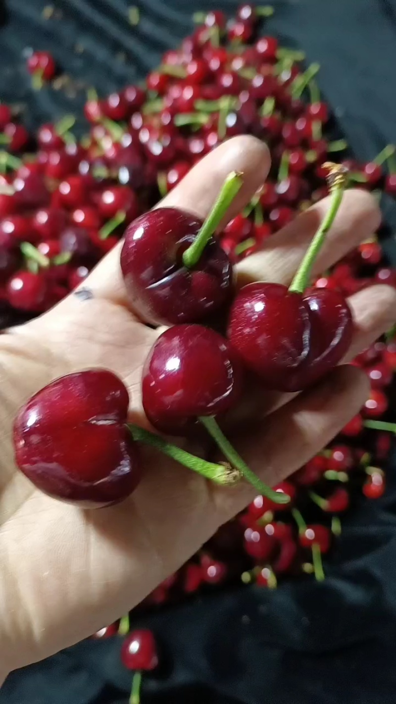 大棚樱桃现摘现发美早/红等货源充足大量供应全国代发