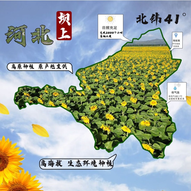 农粮大瓜子2.5kg