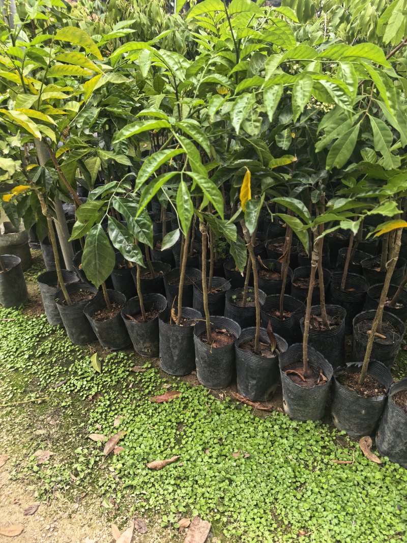 黄皮1-8公分规格齐全自家果苗基地直销