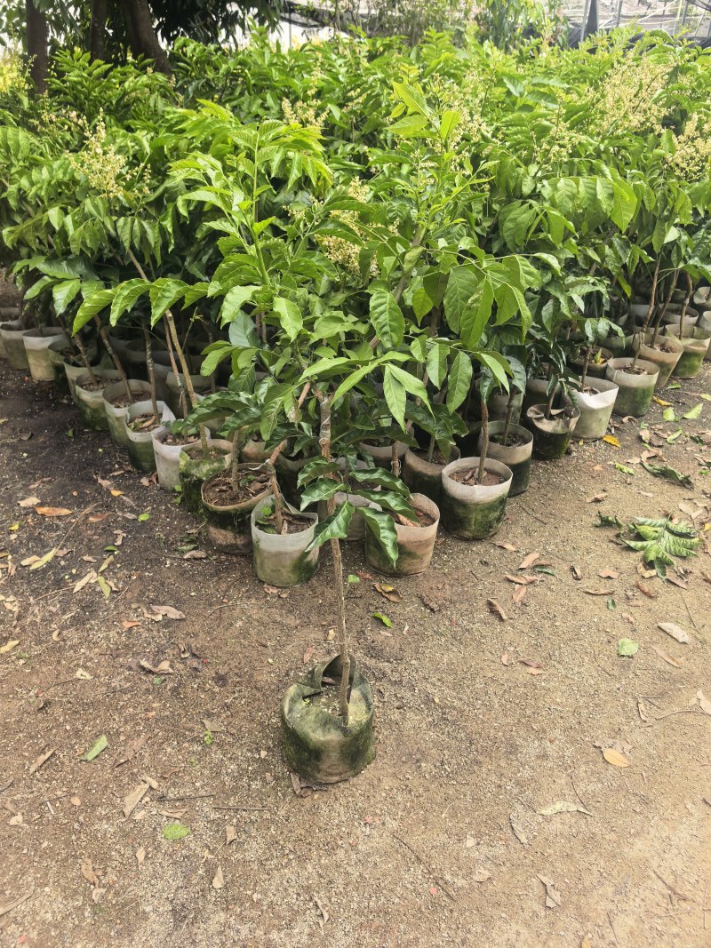 黄皮1-8公分规格齐全自家果苗基地直销