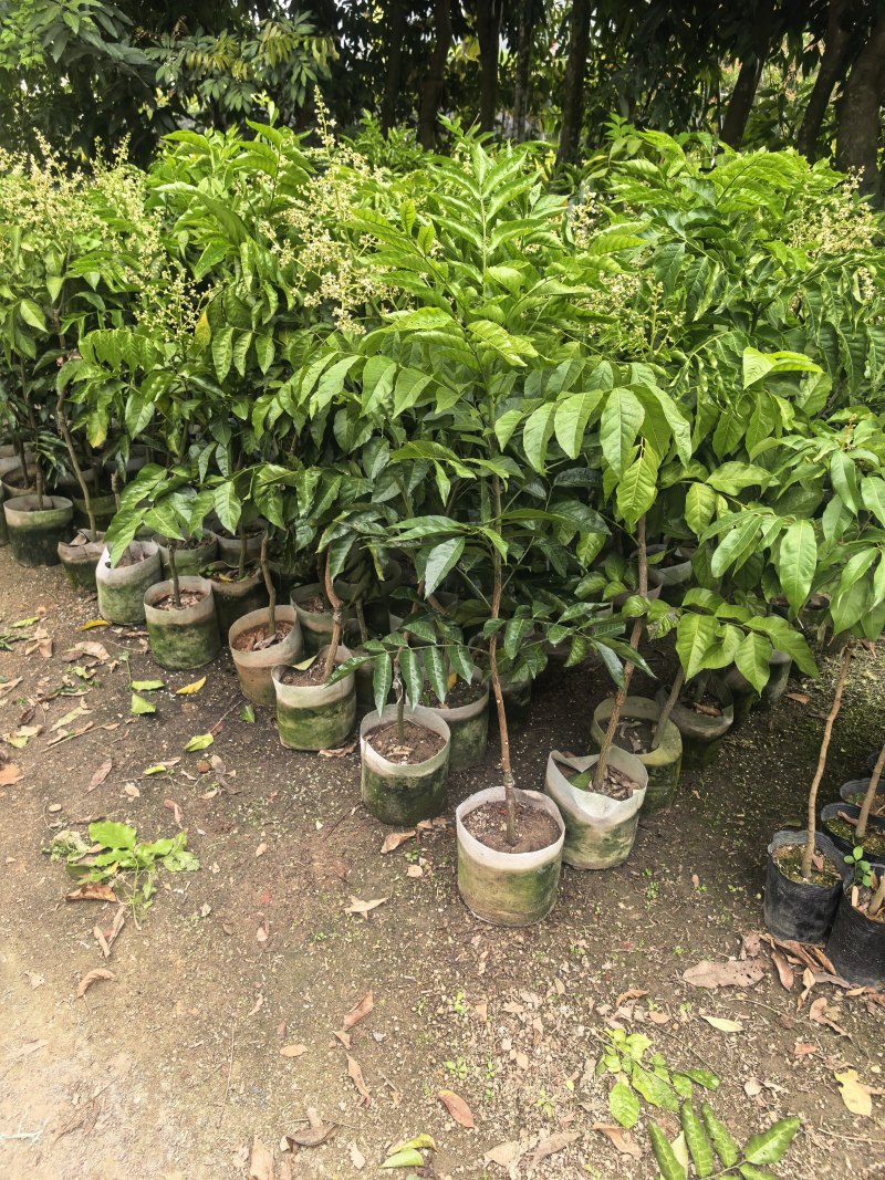 黄皮1-8公分规格齐全自家果苗基地直销