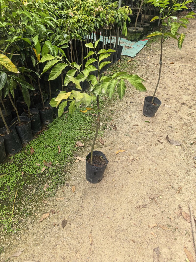 黄皮1-8公分规格齐全自家果苗基地直销
