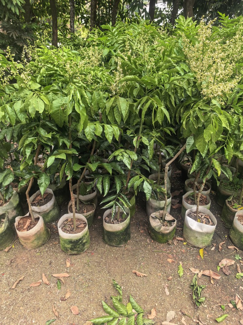 黄皮1-8公分规格齐全自家果苗基地直销