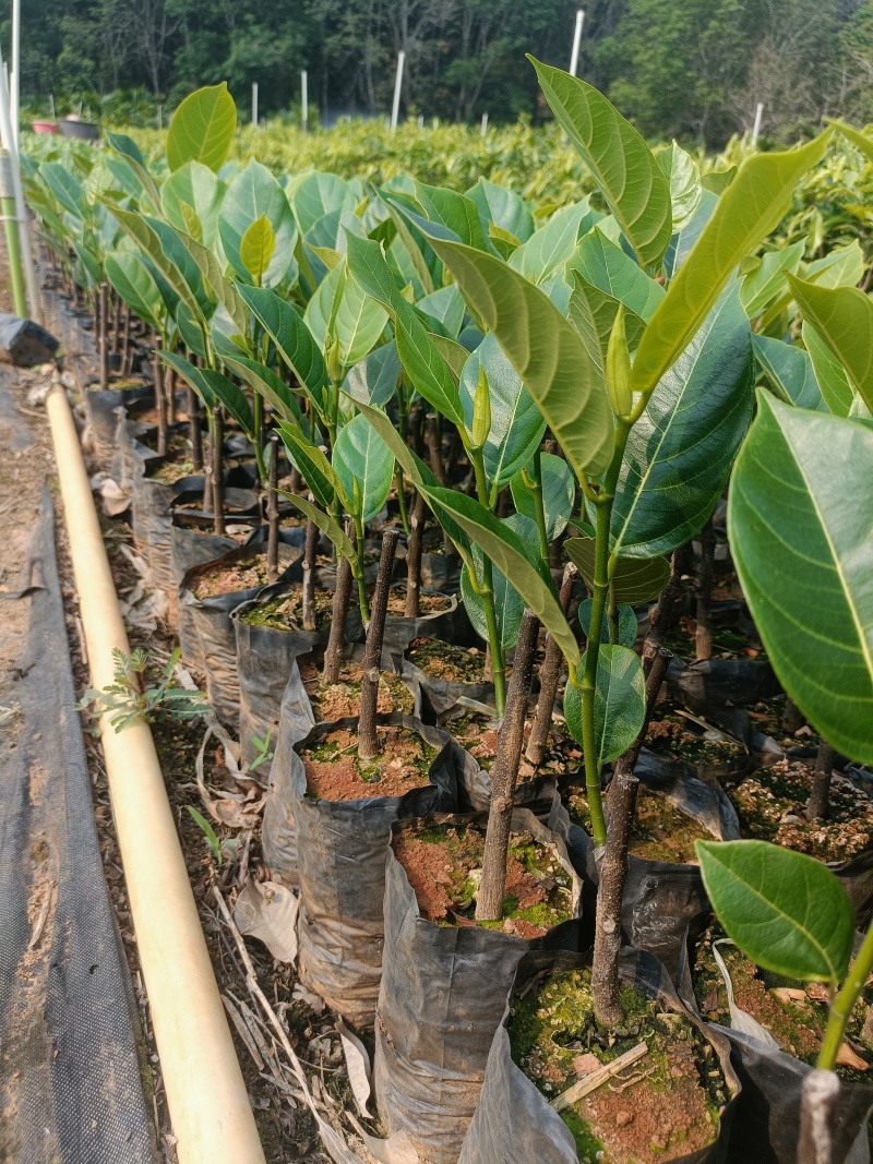 香蜜一号品种保证