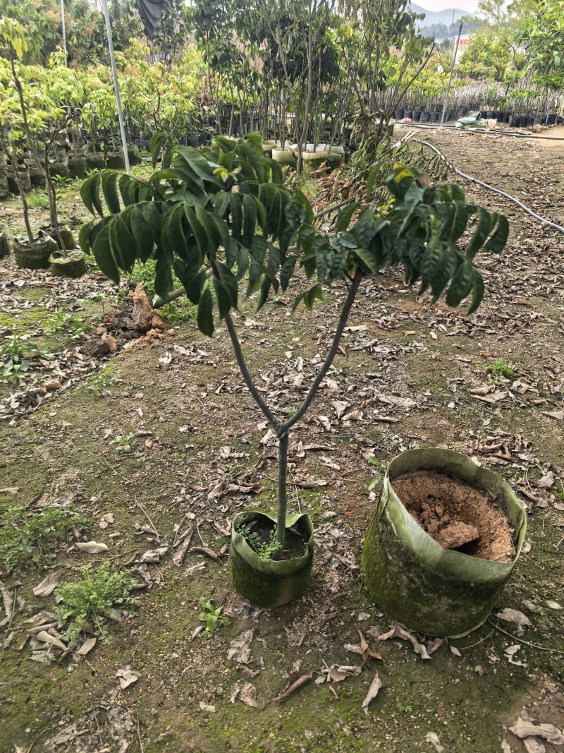 黄皮1-8公分规格齐全自家果苗基地直销