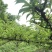贵州高山蜂糖李提前联系
