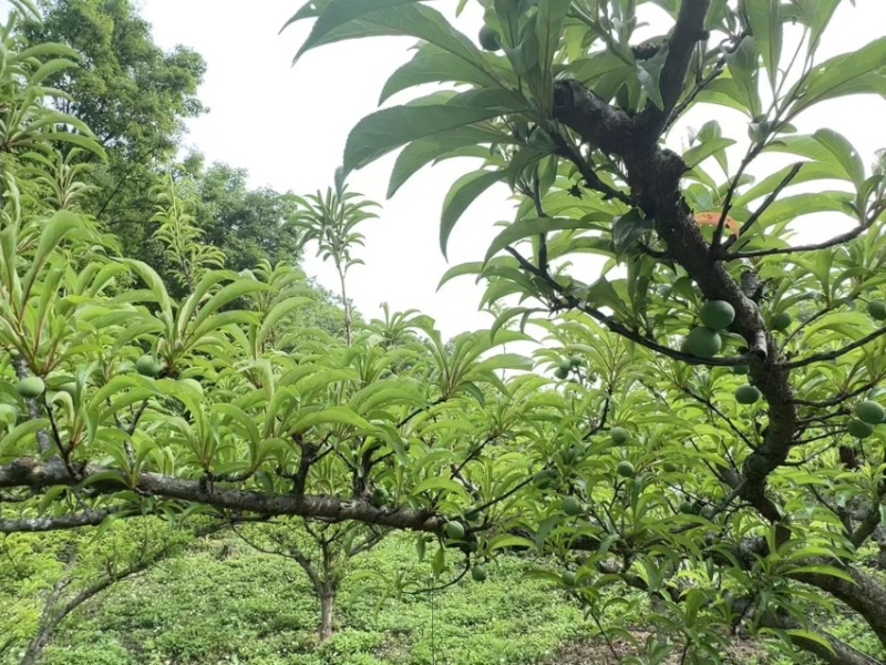 贵州高山蜂糖李提前联系