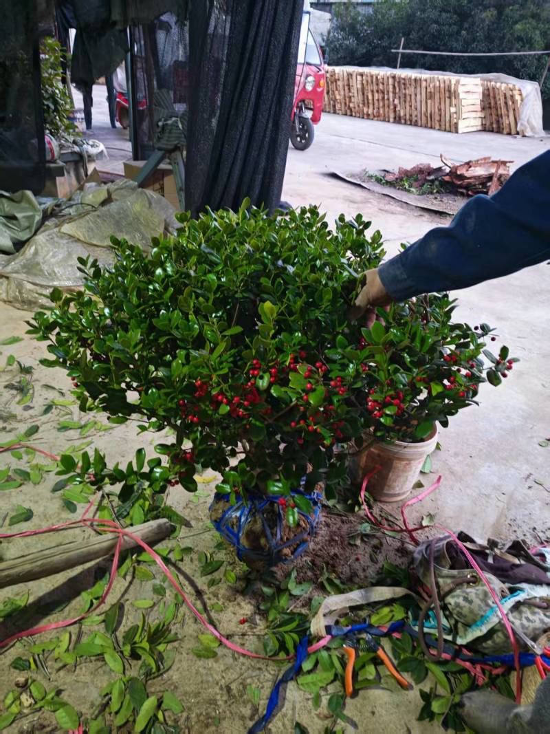 无刺枸骨产地一手货源，量大优惠，产地一手货源，欢迎合作