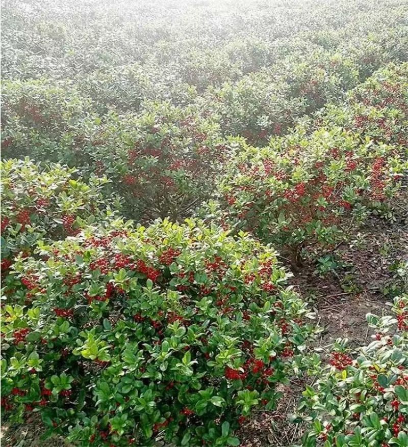 无刺枸骨产地一手货源，量大优惠，产地一手货源，欢迎合作