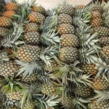 云南香水小菠萝