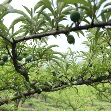 贵州高山蜂糖李提前联系