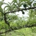 贵州高山蜂糖李提前联系