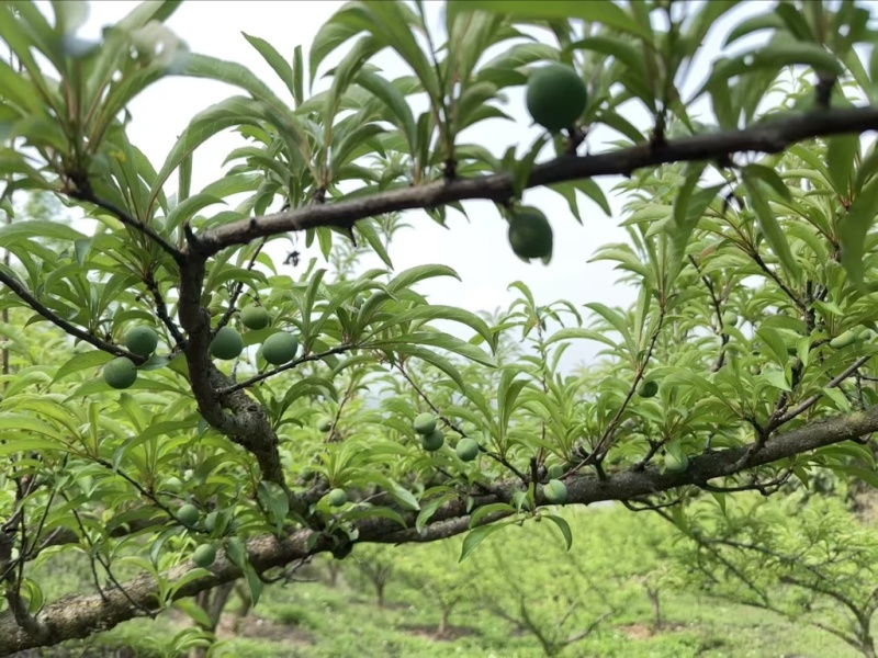 贵州高山蜂糖李提前联系