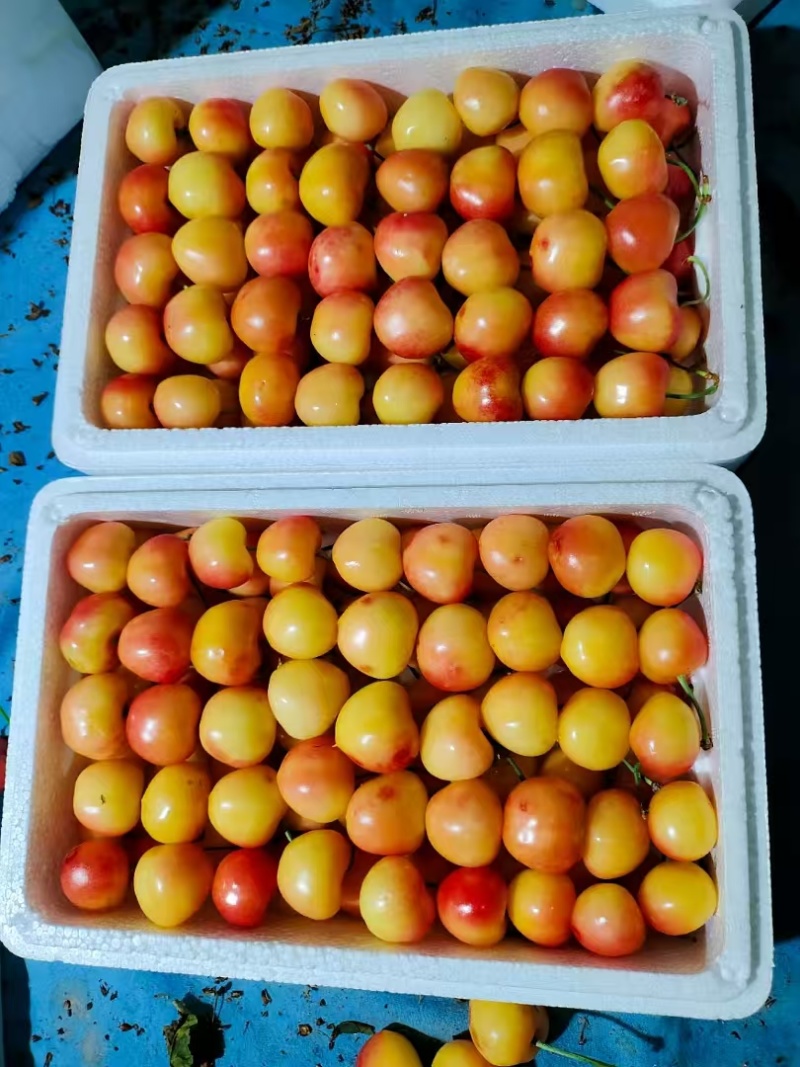 山东大棚美早樱桃/黄蜜樱品质好，价格低，货量充足欢迎选购