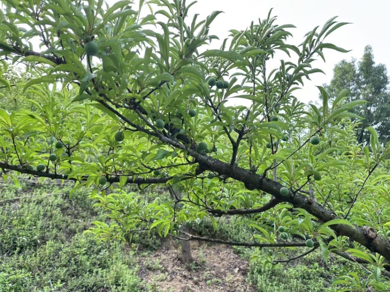 贵州高山蜂糖李提前联系