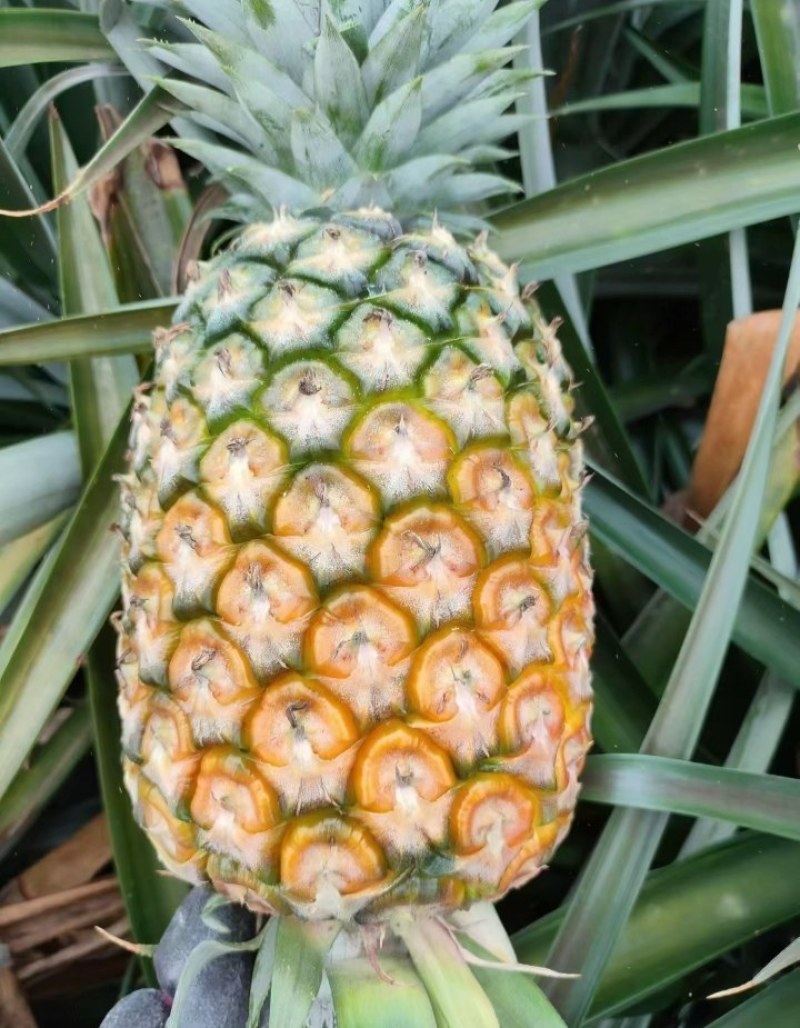 云南香水小菠萝