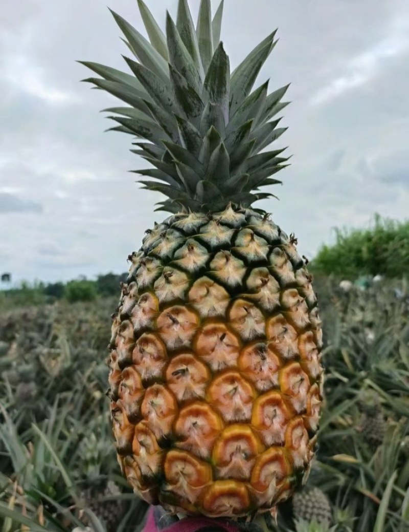 云南香水小菠萝