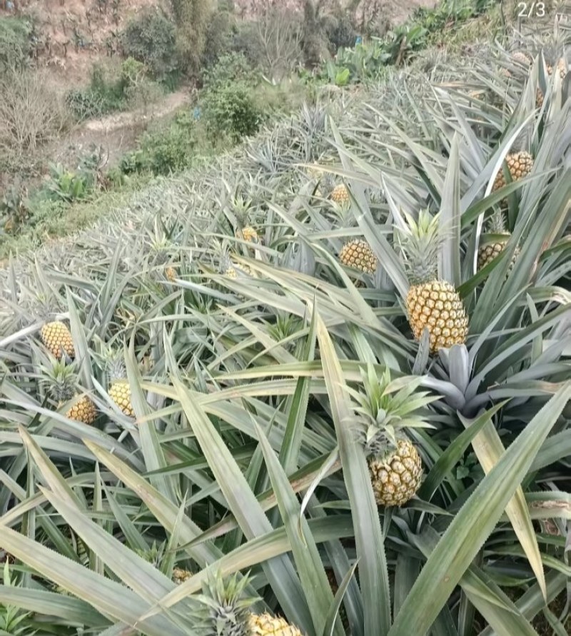 云南香水小菠萝