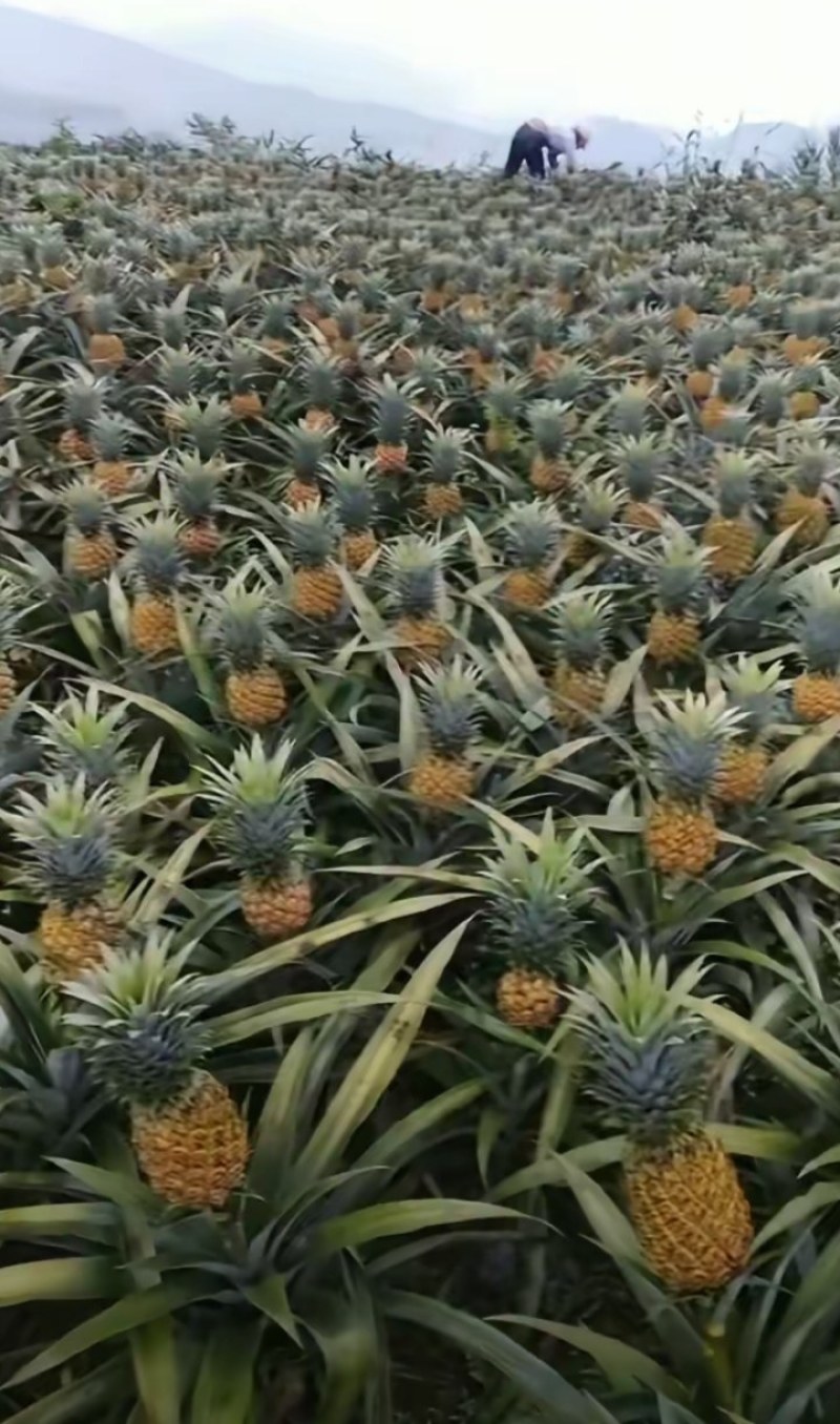 云南香水小菠萝
