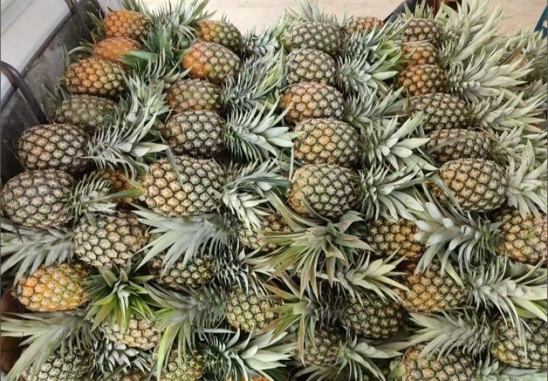 云南香水小菠萝