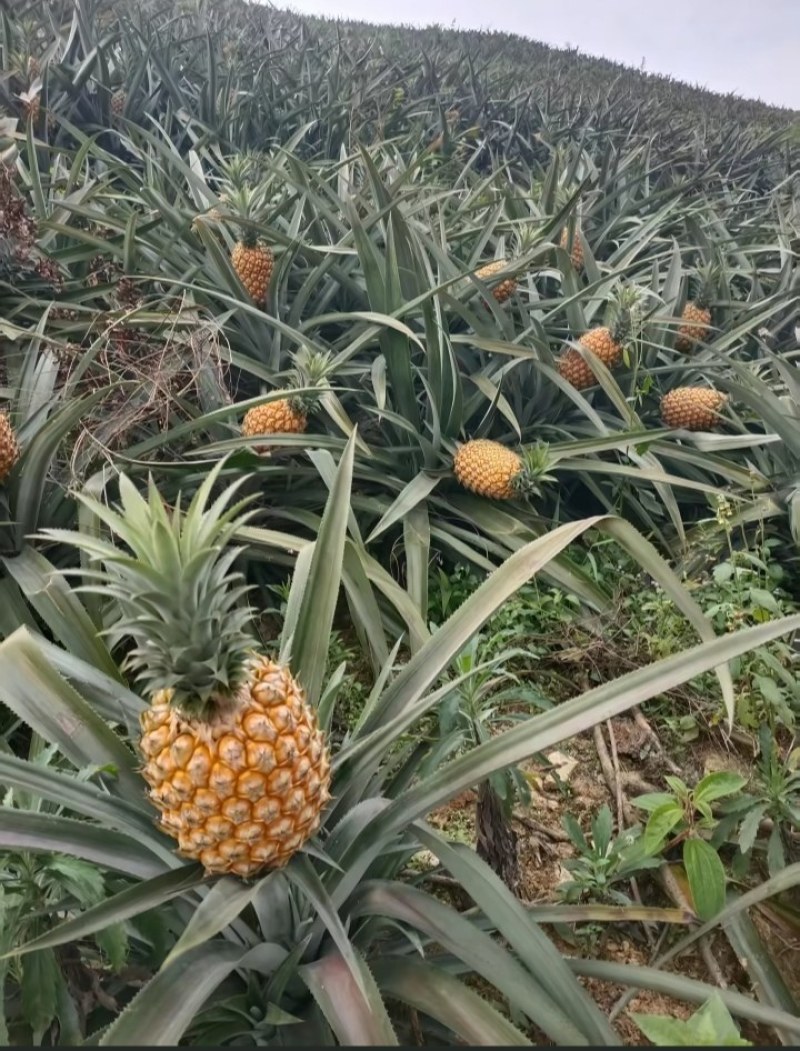 云南香水小菠萝