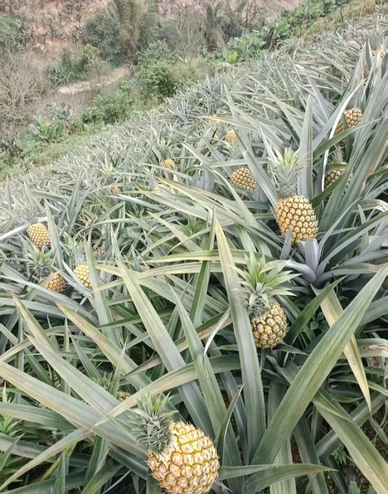 云南香水小菠萝