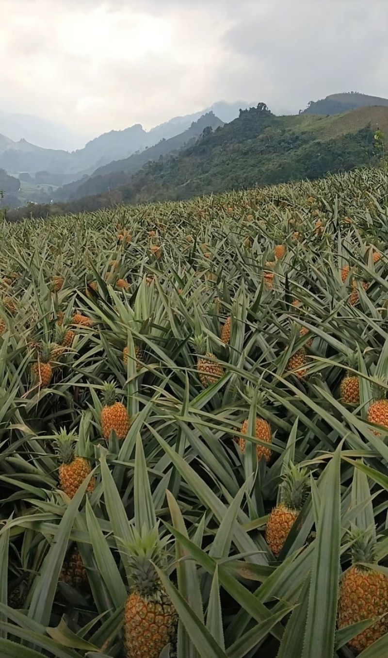 云南香水小菠萝