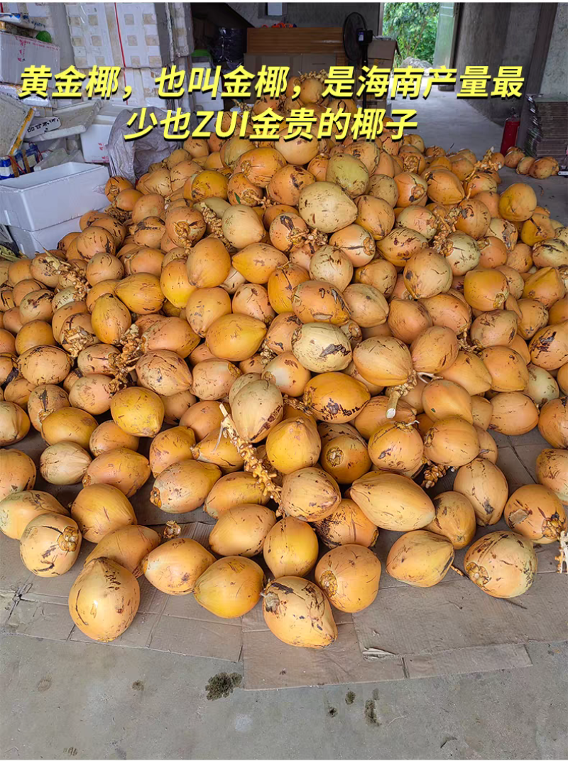 海南椰青黄金椰子热带水果产地一件代发对接电商直播量大价优
