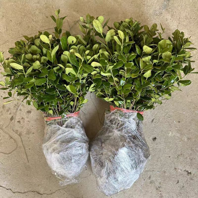 无刺枸骨产地一手货源，量大优惠，产地一手货源，欢迎合作
