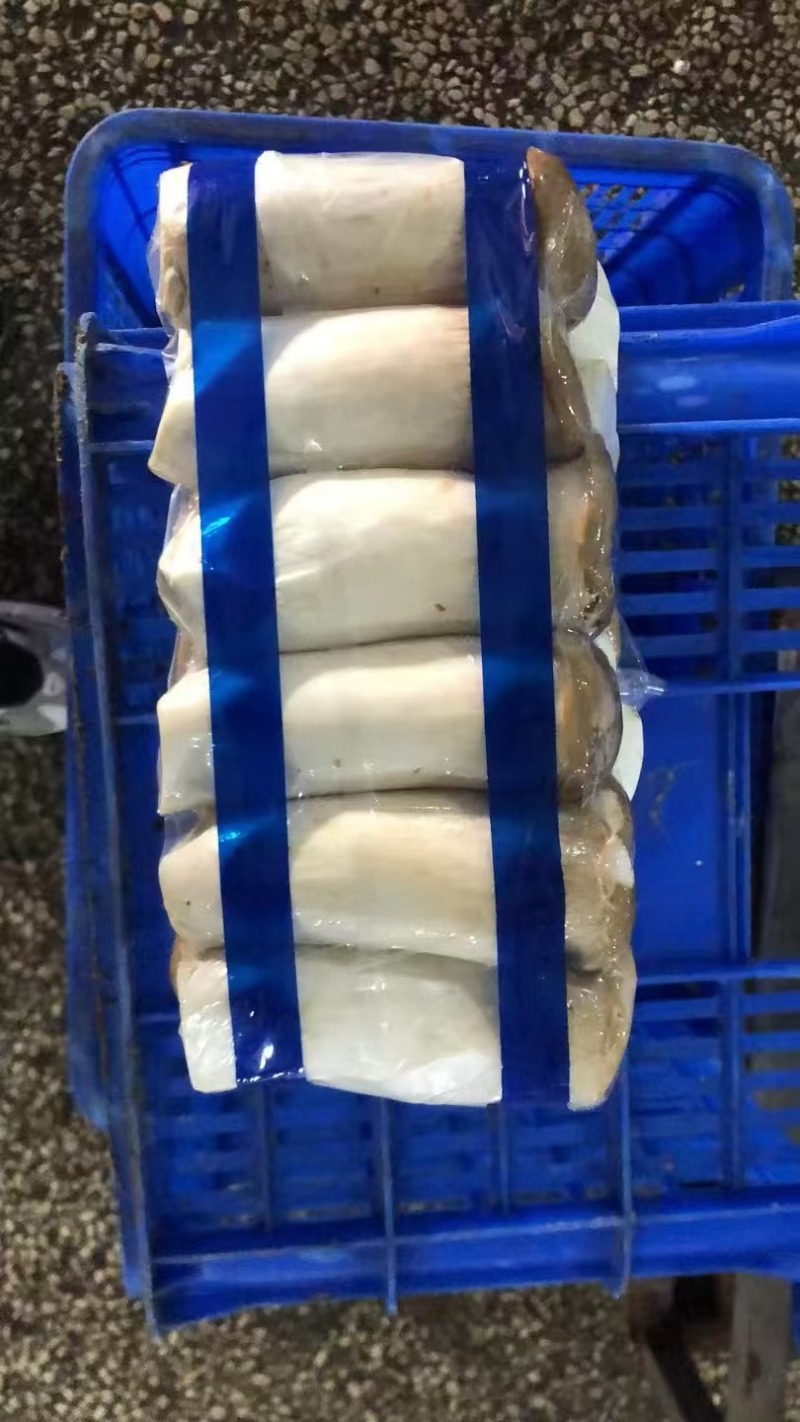 江苏连云港精品杏鲍菇新鲜现摘一手货源批发价量大从优