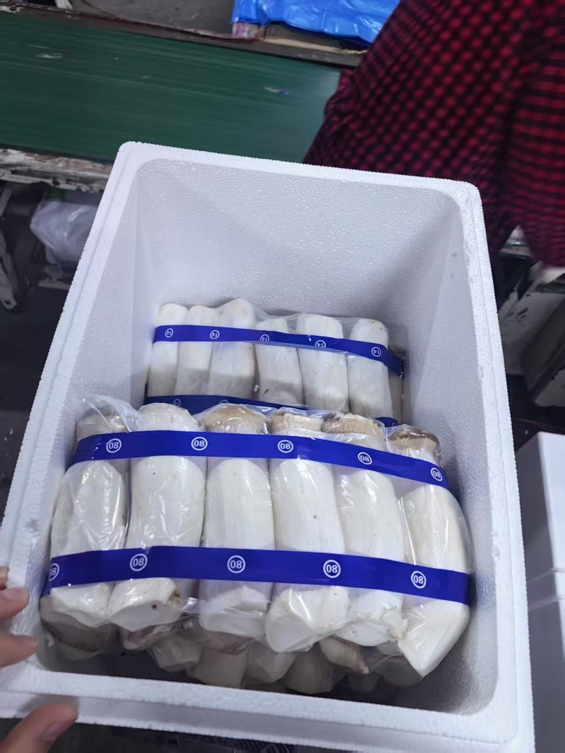 江苏连云港精品杏鲍菇新鲜现摘一手货源批发价量大从优
