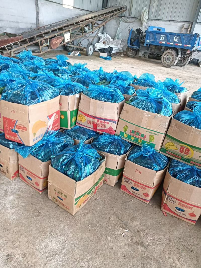 密次黄瓜大量上市基地直发可对接档口电商批发商