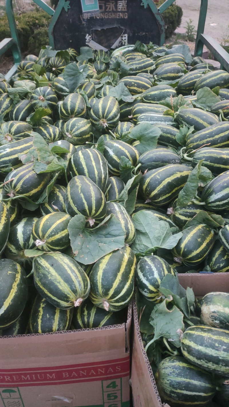 山东临沂费县博洋91博洋9大量上市产地直发品质**