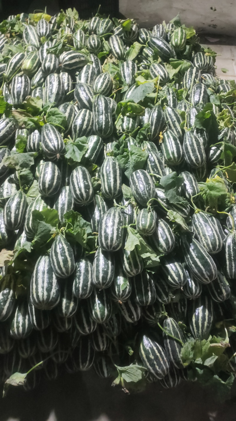 山东临沂费县博洋91博洋9大量上市产地直发品质**
