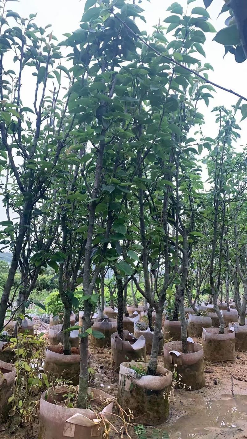 青梨2-8公分出售自家果苗基地直销