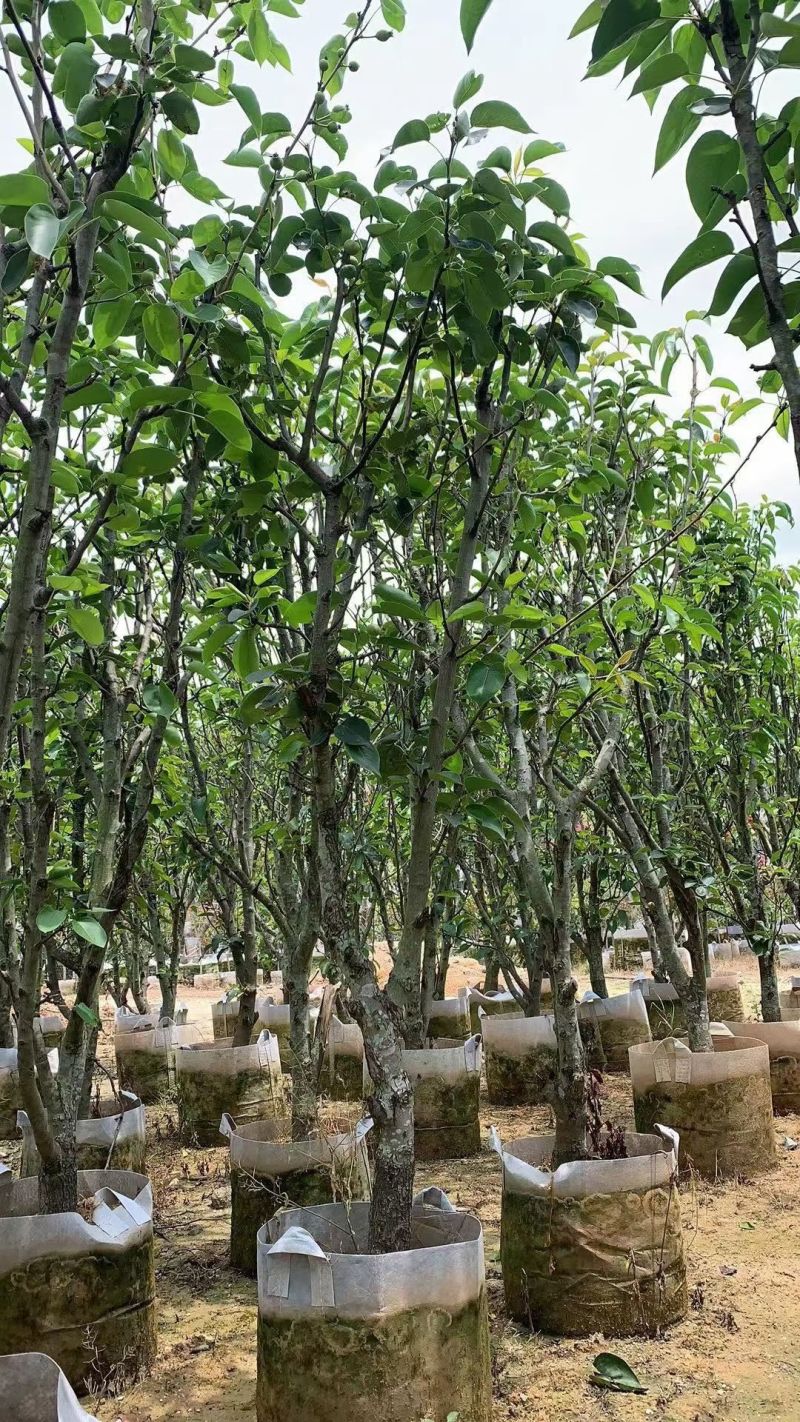 青梨2-8公分出售自家果苗基地直销