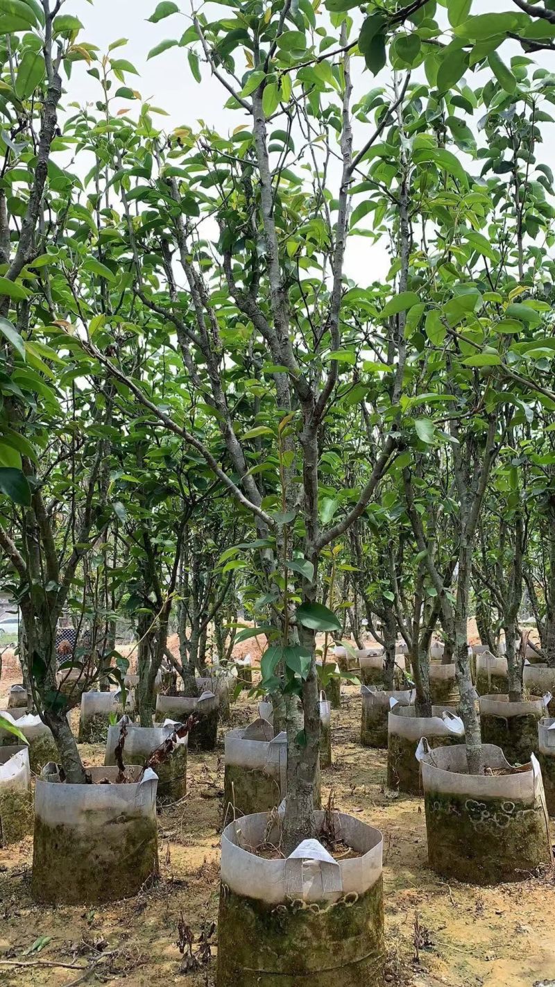 青梨2-8公分出售自家果苗基地直销