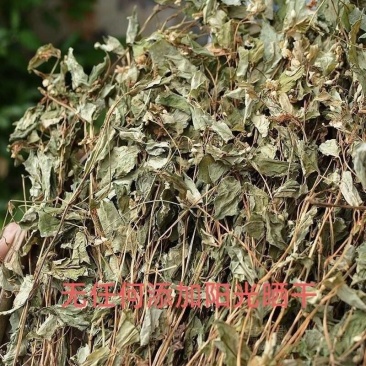 鱼腥草正品鱼腥草鱼腥草干农家自晒鱼腥无硫熏