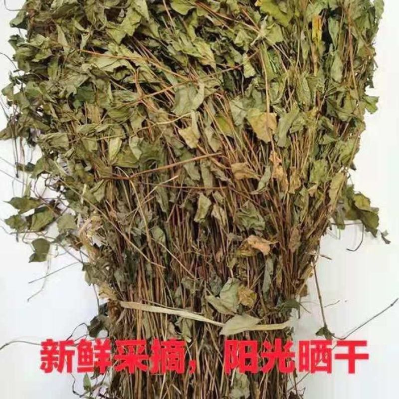 鱼腥草正品鱼腥草鱼腥草干农家自晒鱼腥无硫熏