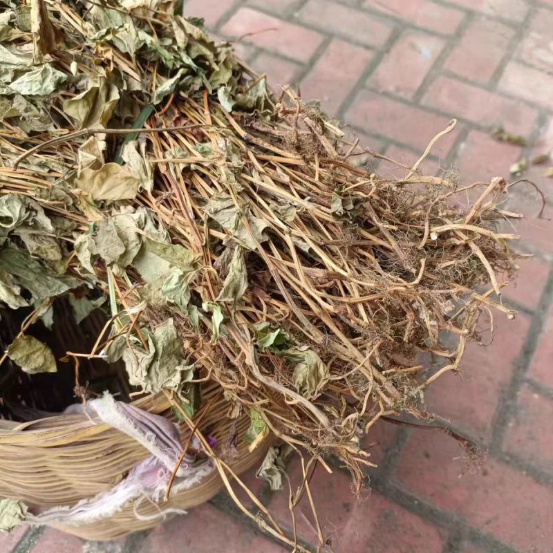 鱼腥草正品鱼腥草鱼腥草干农家自晒鱼腥无硫熏